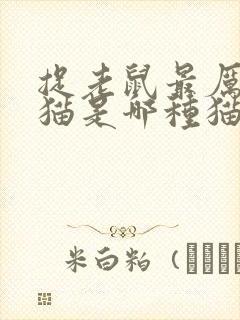 捉老鼠最厉害的猫是哪种猫