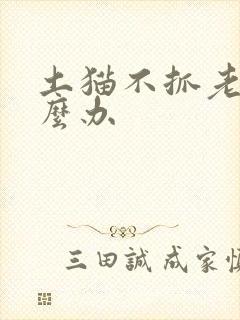 土猫不抓老鼠怎么办