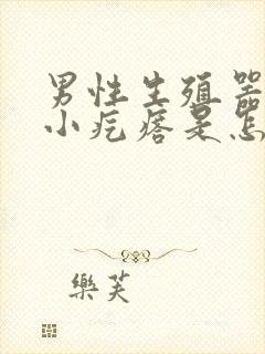 男性生殖器根部小疙瘩是怎么回事