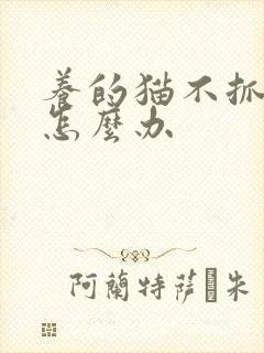 养的猫不抓老鼠怎么办