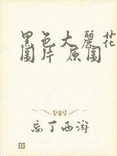 黑色大丽花真实图片 原图