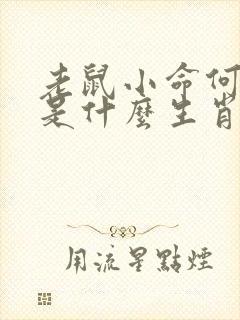 老鼠小命何偏薄是什么生肖