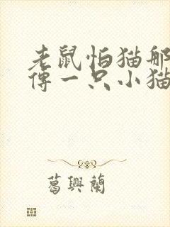 老鼠怕猫那是谣传一只小猫有啥可怕