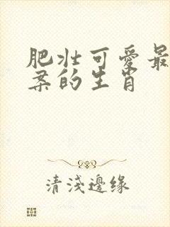 肥壮可爱最佳答案的生肖封面