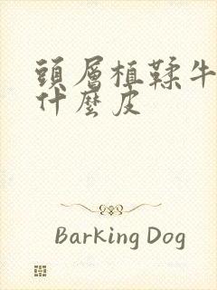 头层植鞣牛皮是什么皮