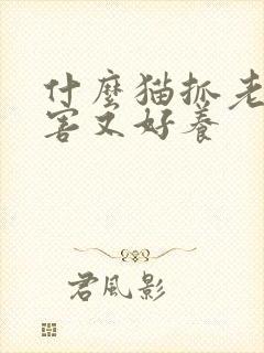 什么猫抓老鼠厉害又好养