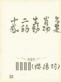 十二生肖多愁善感的动物是什么生肖