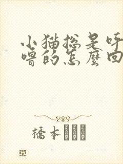 小猫总是呼噜呼噜的怎么回事封面