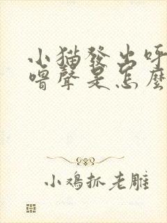 小猫发出呼噜呼噜声是怎么回事?封面