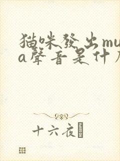 猫咪发出muma声音是什么意思封面