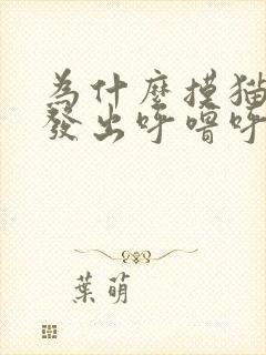 为什么摸猫咪会发出呼噜呼噜的声音