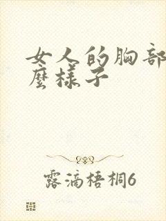 女人的胸部长什么样子封面