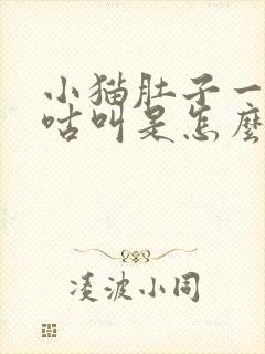 小猫肚子一直咕咕叫是怎么回事封面