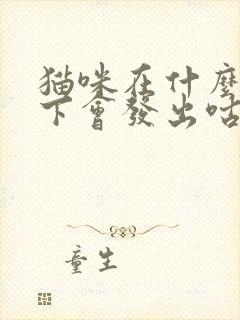 猫咪在什么情况下会发出咕噜的声音