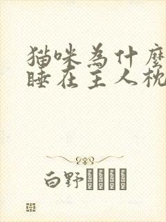 猫咪为什么喜欢睡在主人枕头旁边