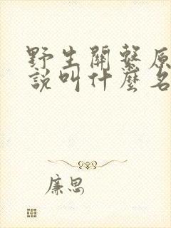 野生关系原著小说叫什么名字