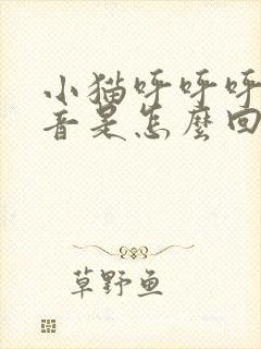 小猫呼呼呼的声音是怎么回事