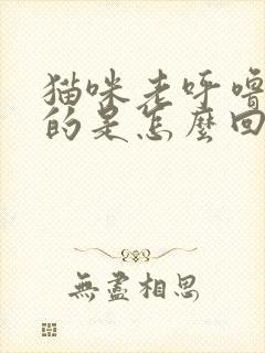 猫咪老呼噜呼噜的是怎么回事