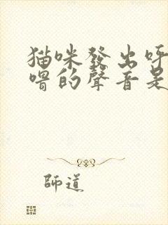 猫咪发出呼噜呼噜的声音是怎么回事