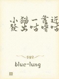 小猫一靠近我就发出咕噜咕噜的声音