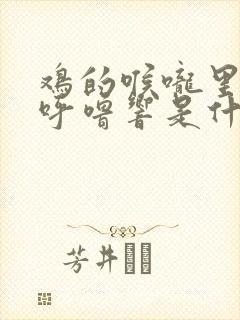 鸡的喉咙里呼噜呼噜响是什么原因引起的