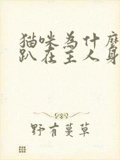 猫咪为什么喜欢趴在主人身上睡觉