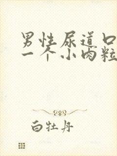 男性尿道口上有一个小肉粒