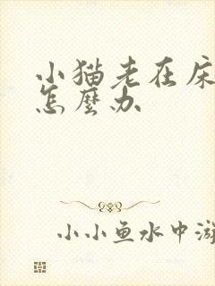 小猫老在床上尿怎么办