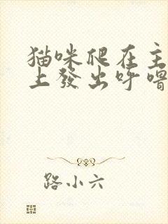 猫咪爬在主人身上发出呼噜呼噜声音