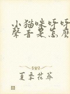 小猫咪呼呼呼的声音是怎么了封面