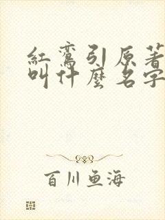 红鸾引原著小说叫什么名字