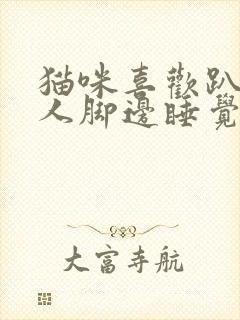 猫咪喜欢趴在主人脚边睡觉原因