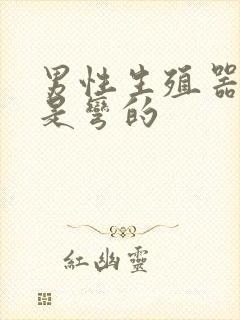 男性生殖器硬了是弯的