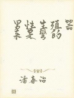 男性生殖器硬起来是弯的