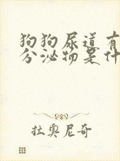 狗狗尿道有黄色分泌物是什么原因?