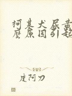 柯基犬尿黄是什么原因引起的