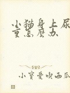 小猫身上尿骚味重怎么办