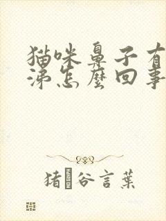 猫咪鼻子有黄鼻涕怎么回事