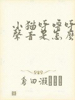 小猫呼噜呼噜的声音是怎么回事