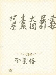 柯基犬尿黄是什么原因引起的封面