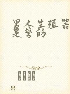 男人生殖器为啥是弯的