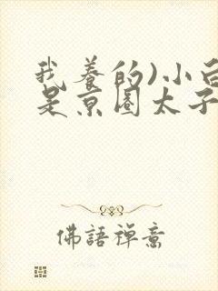 我养的)小白脸是京圈太子爷小说