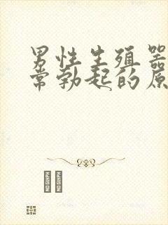 男性生殖器官经常勃起的原因