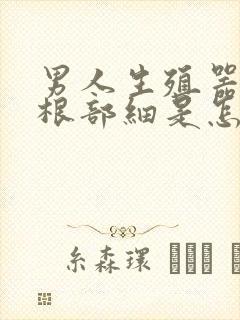 男人生殖器勃起根部细是怎么回事