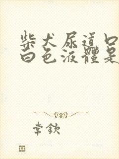 柴犬尿道口有乳白色液体是怎么回事