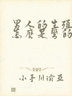 男人的生殖器官怎么是弯的