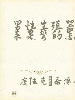 男性生殖器硬起来是弯的怎么办