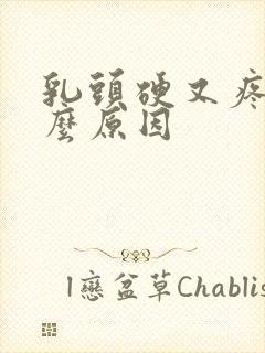 乳头硬又疼是什么原因