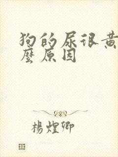 狗的尿很黄是什么原因