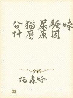 公猫尿骚味大是什么原因